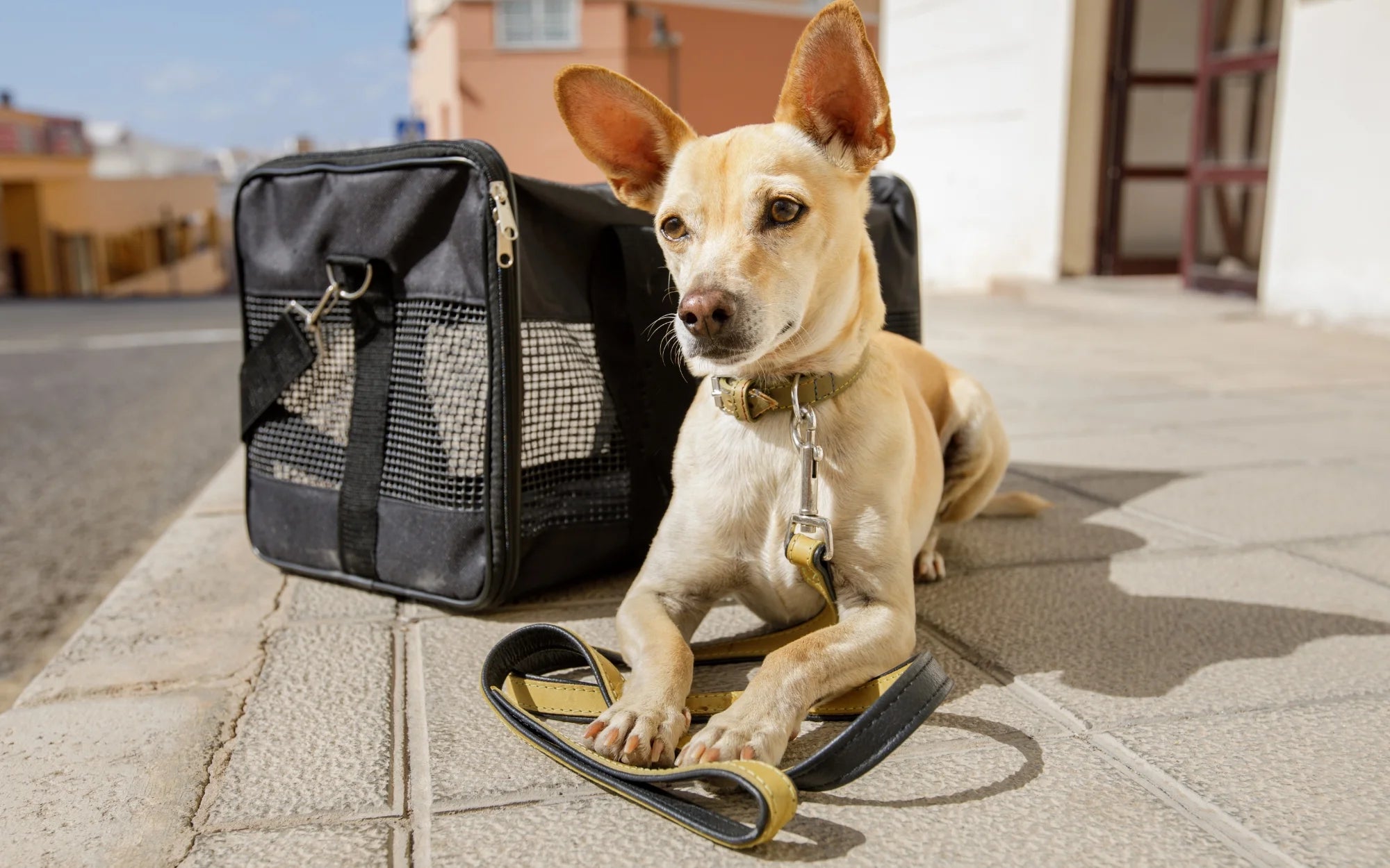 "Traveling with Pets: How to Prepare for the Ultimate Adventure!"