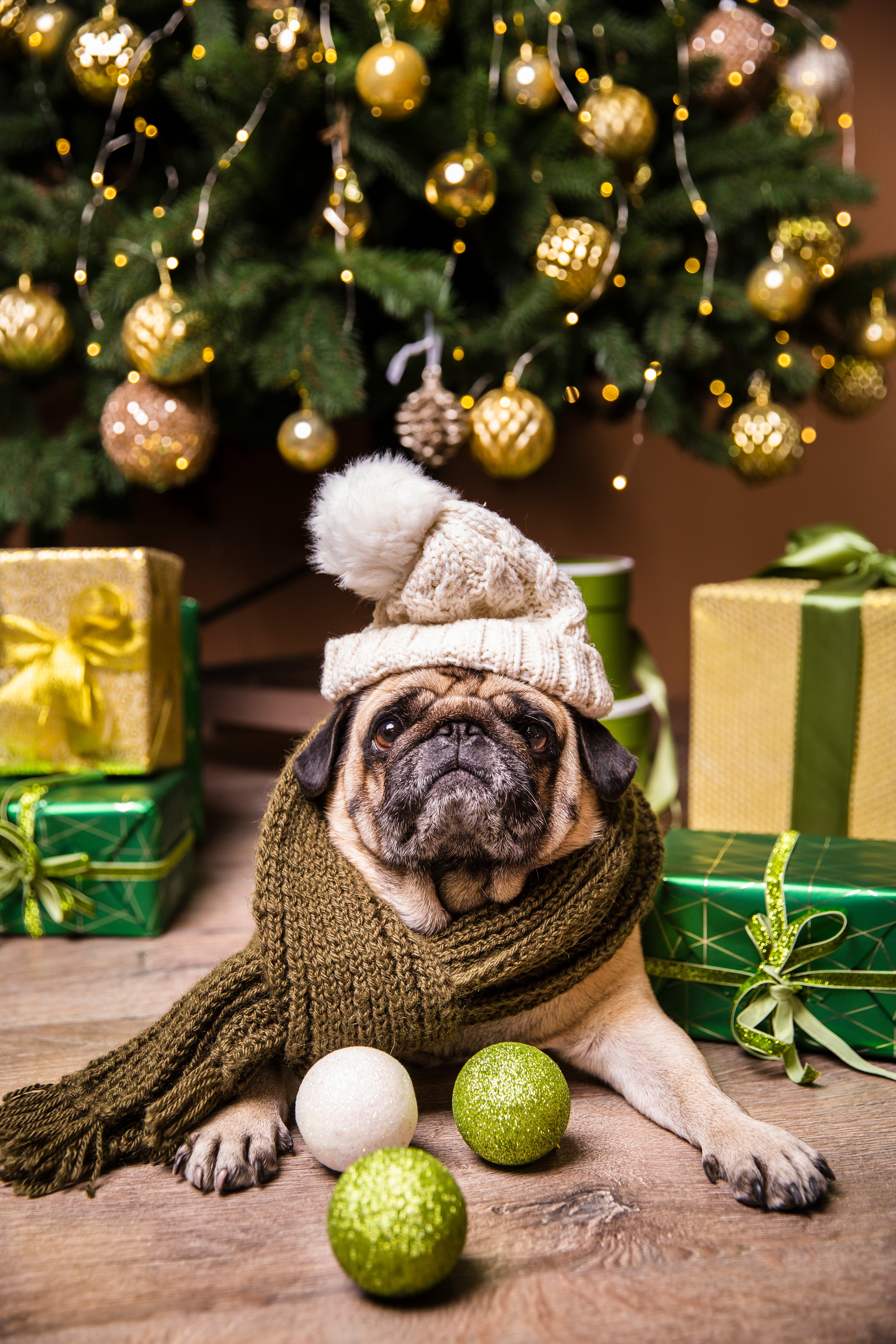 dog-with-hat-taking-care-gifts-prepared-christmas.jpg